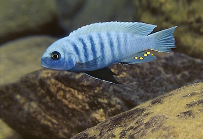 Maylandia sciasma 'Kirondo'